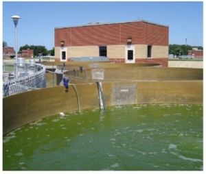 algae pool